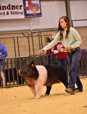 Lindner Show pigs Winners