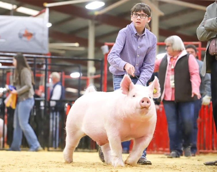Lindner Show Pigs Winners
